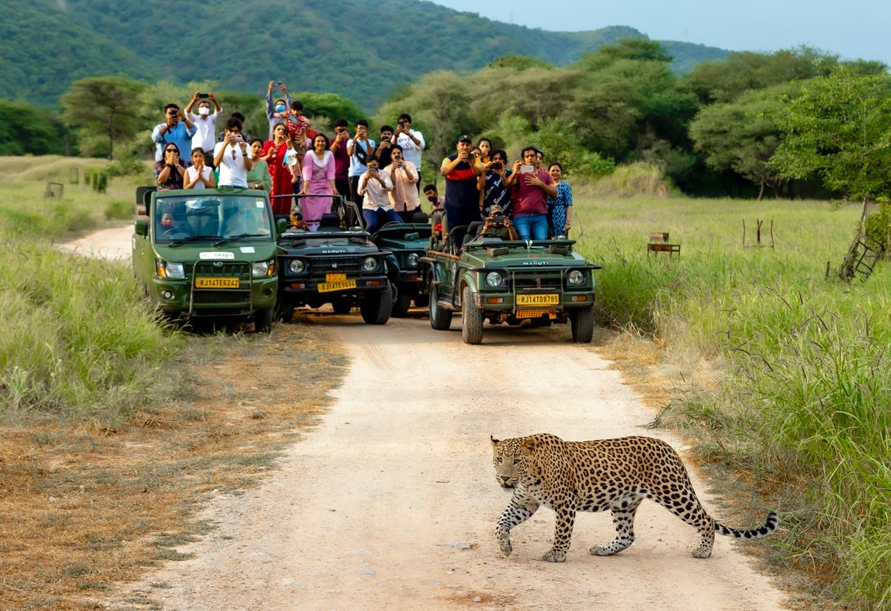 jhalana leopard safari, jhalana safari park, leopard safari jaipur, jaipur leopard safari, leopard safari in jaipur